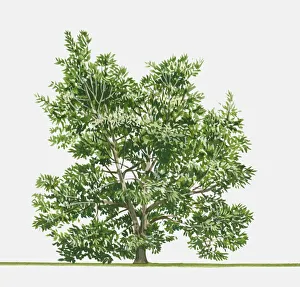 Illustration of Lithocarpus edulis (Japanese Stone Oak), an evergreen tree native to Japan Illustration of Lithocarpus edulis (Japanese Stone Oak), an evergreen tree native to Japan