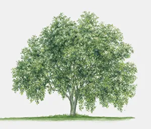 Illustration of Maytenus boaria (Maiten), an evergreen tree with spreading habit of growth Illustration of Maytenus boaria (Maiten), an evergreen tree with spreading habit of growth