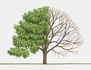 Illustration of Prunus sargentii (Sargents Cherry ), a deciduous tree showing summer Illustration of Prunus sargentii (Sargents Cherry ), a deciduous tree showing summer