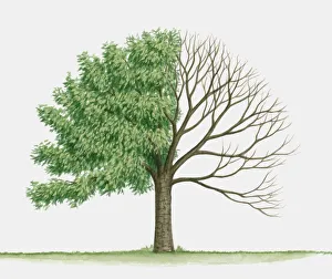 Illustration of Prunus verecunda (Korean hill cherry), a deciduous tree showing summer Illustration of Prunus verecunda (Korean hill cherry), a deciduous tree showing summer