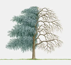 Illustration of Pyrus salicifolia (Willow-leaved Pear), an ornamental tree showing summer Illustration of Pyrus salicifolia (Willow-leaved Pear), an ornamental tree showing summer