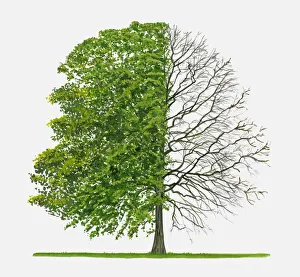 Illustration of Quercus coccineaa (Scarlet oak), a deciduous tree showing summer leaves Illustration of Quercus coccineaa (Scarlet oak), a deciduous tree showing summer leaves