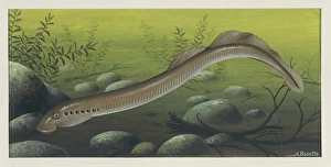 Illustration representing Lamprey. Agnatha Illustration representing Lamprey. Agnatha