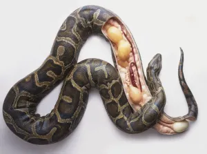 Prints of Model of Burmese python (Python molurus bivittatus) laying eggs, cross-section Burmese Python Prints: Burmese Python Laying Eggs Cross-Section Print