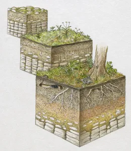Geology Illustrations Prints: A vertical cross section through soil showing different layers of development