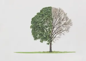 Framed Print : Quercus macranthera Print Framed Print : Quercus macranthera Print