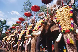 India, Kerala, row of elephants decorated with golden headdress India, Kerala, row of elephants decorated with golden headdress