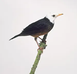 Island thrush (Turdus poliocephalus), perching on a branch, side view Island thrush (Turdus poliocephalus), perching on a branch, side view