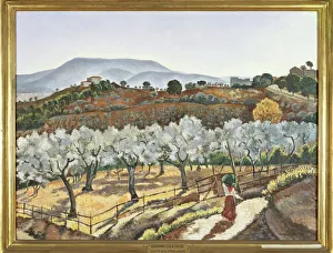 Italy, Florence, Olive grove outside the walls of Anagni, 1927 Italy, Florence, Olive grove outside the walls of Anagni, 1927