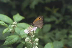 Italy, Southern Tuscany, Maremma region, Meadow Brown Butterfly (Maniola jurtina Italy, Southern Tuscany, Maremma region, Meadow Brown Butterfly (Maniola jurtina
