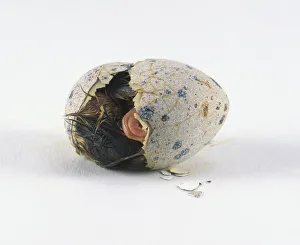 Japanese quail (Coturnix japonica) hatching, still covered by egg shells Japanese quail (Coturnix japonica) hatching, still covered by egg shells