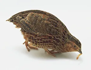 A Japanese Quail (Coturnix Japonica) with a maggot in its beak, side view A Japanese Quail (Coturnix Japonica) with a maggot in its beak, side view
