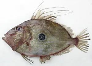 John Dory fish on white background, close-up John Dory fish on white background, close-up