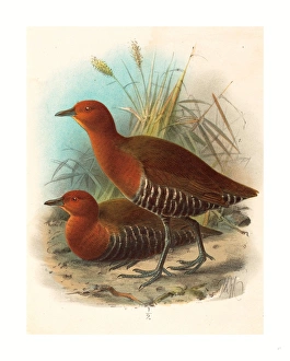 John Gerrard Keulemans (british, Active 19th Century ), Birds Of Philippines John Gerrard Keulemans (british, Active 19th Century ), Birds Of Philippines