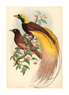 John Gould And W. Hart (british, 1804 - 1881 ), Bird Of Paradise (paradisea Apoda) John Gould And W. Hart (british, 1804 - 1881 ), Bird Of Paradise (paradisea Apoda)