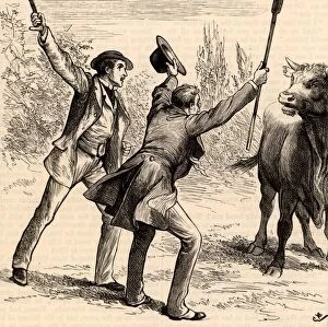 Allington Collection: Johnny Eames helping Lord de Guest escape from the angry bull. Illustration of 1883