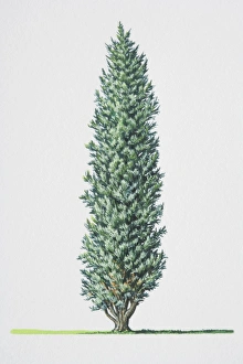 Juniperus communis, Common Juniper tree Juniperus communis, Common Juniper tree