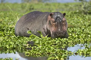 Kenya, Rift Valley, Lake Naivasha, a hippopotamus in lake covered with water hyacinths Kenya, Rift Valley, Lake Naivasha, a hippopotamus in lake covered with water hyacinths
