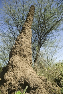 Kenya, Rift Valley, near Lake Baringo, termite mound, low angle view Kenya, Rift Valley, near Lake Baringo, termite mound, low angle view