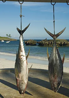 Kenya, Watamu, Hemingways Resort, Yellowfin tuna (Thunnus albacares) hung on hooks to be weighed Kenya, Watamu, Hemingways Resort, Yellowfin tuna (Thunnus albacares) hung on hooks to be weighed