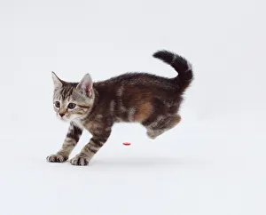 Adorable Kitten Photos Prints: Kitten about to pounce