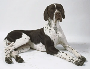 English pointer gifts sale