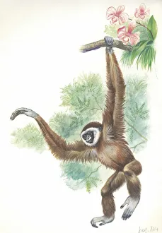 Universal Images Group Print of Lar Gibbon Hylobates Art Prints