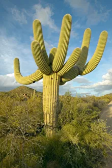 Large saguaro cactus and white puffy clouds in spring in Saguaro National Park West Large saguaro cactus and white puffy clouds in spring in Saguaro National Park West