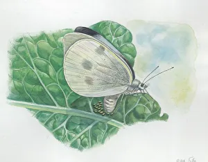 Large Whites or Cabbage Butterflies Pieris brassicae, illustration Large Whites or Cabbage Butterflies Pieris brassicae, illustration