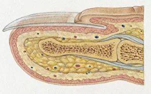 Lateral Cross-section of Fingernail and top of Finger showing Tissues Lateral Cross-section of Fingernail and top of Finger showing Tissues