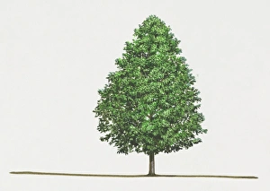 Liquidambar styraciflua (Sweet gum) Liquidambar styraciflua (Sweet gum)