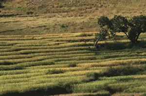 Madagascar, paddy fields between Fianarantsoa and Isalo Massif Madagascar, paddy fields between Fianarantsoa and Isalo Massif