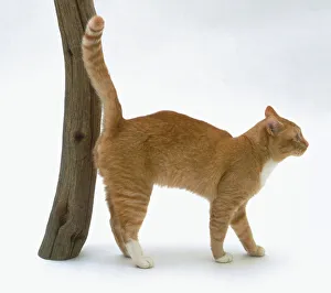 Male ginger cat spraying on wooden post Male ginger cat spraying on wooden post