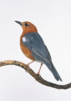 Male Orange-headed Thrush (Zoothera citrina) perching on thin branch Male Orange-headed Thrush (Zoothera citrina) perching on thin branch