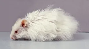 Long haired best sale male syrian hamster