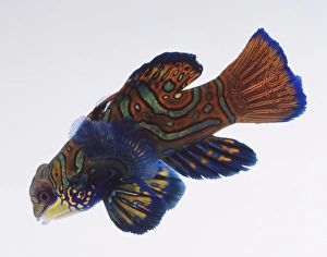 Mandarin Fish, bright multicoloured thick skin, translucent pectoral fins Mandarin Fish, bright multicoloured thick skin, translucent pectoral fins