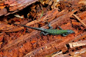 Animal Prints: Lizard Print from Universal Images Group