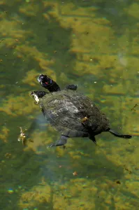 Red Eared Slider Prints: Red Eared Slider. Pseudemys Scripta Elegans