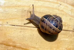Animal Prints: Snail Print from Universal Images Group