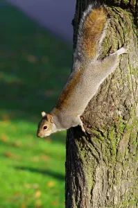 Rodent Wildlife UK Prints: Squirrel. Sciurus Carolinensis. Europe. England. London. St. Jamess Park