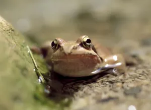 Toad Print by Universal Images Group