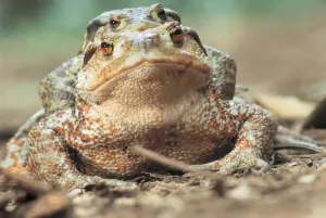 Prints of toads Marka Prints: Toad Print from Universal Images Group