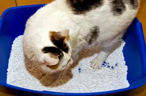 Cat Prints: Cat Cat (Cat) Print