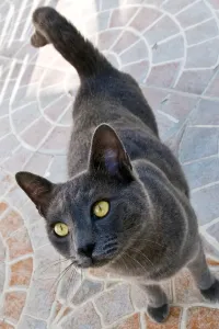 Cat Cat Print, a photograph of a cat
