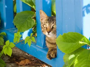 Cat Cat Print by Universal Images Group