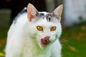 Framed Print : Cat Eats Cat Eats (Cat) Print Framed Print : Cat Eats Cat Eats (Cat) Print