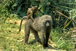 Cub Prints: Baboons Print featuring Baboon Cubs