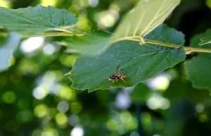 Horizontal Prints: Bee on a Leaf Print (Horizontal)