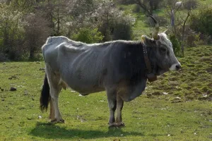 Horizontal Prints: Bovines Print (Horizontal)