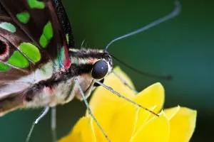 Butterfly Images Prints: Butterfly